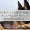 「イケオジになった愛犬が 毎晩私でオ〇ニーしてますネタバレ！無料で読む方法はある？」のアイキャッチ画像