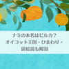 「ナミの本名はビルカ?オイコット王国･ひまわり･扉絵説も解説」のアイキャッチ画像